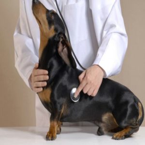 Dog medically examined by vets