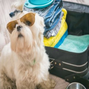 Small maltese dog prepares for travel
