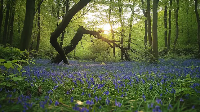 Beautiful Green Spaces and Countryside