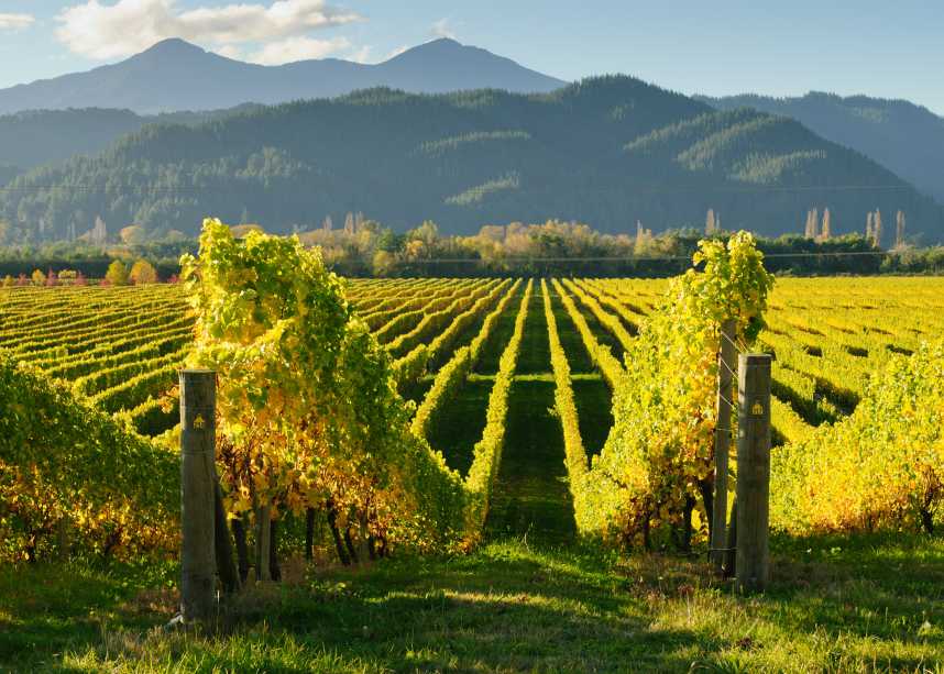 New Zealand Vineyard Wairua Valley