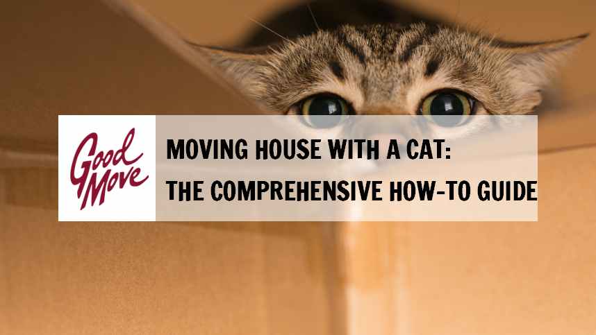 Moving House with a Cat: A Comprehensive Guide