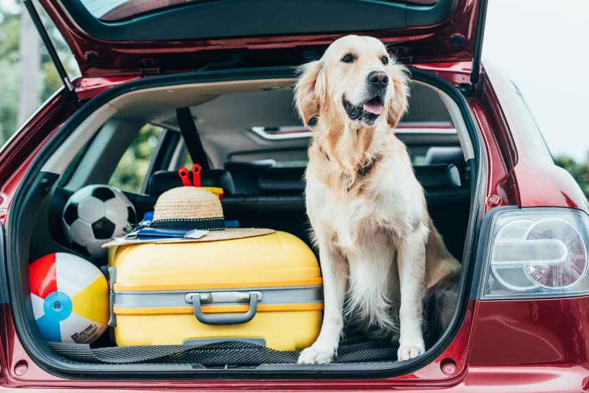 Dog in the boot of a car