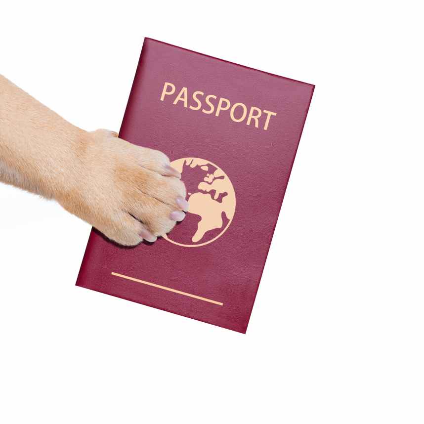 dog passport concept