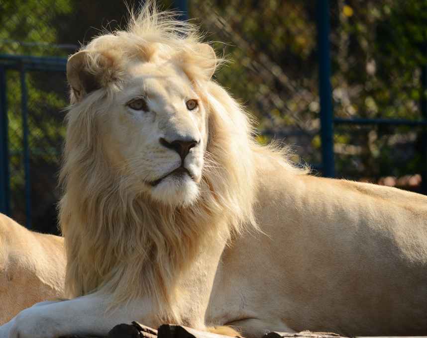 White lion in zoo