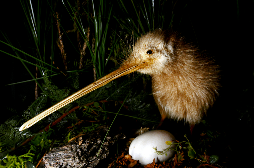 Kiwi Bird with egg