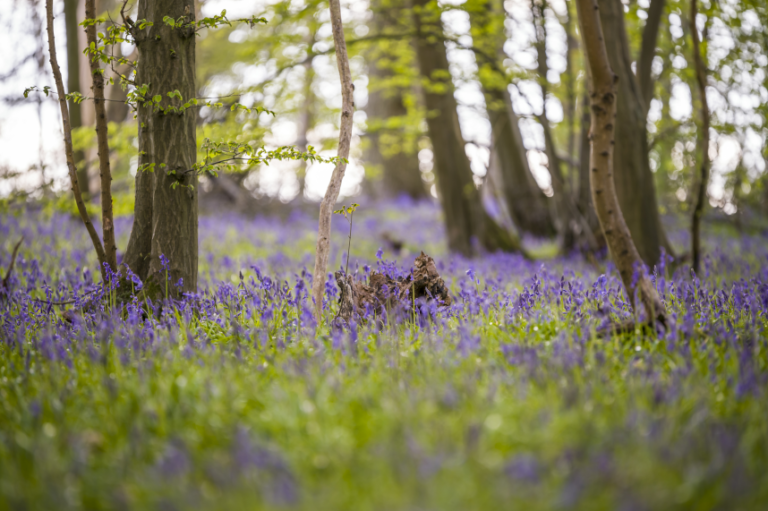 Living in Watford - 4 Best Places to Live