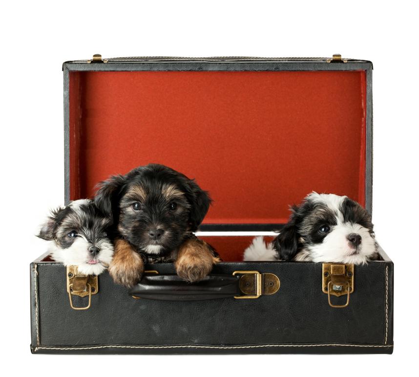 Puppies in Suitcase Concept
