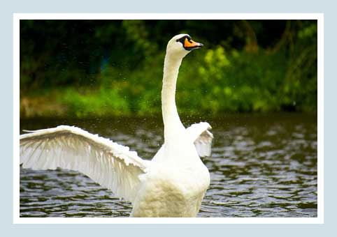 St Ives Swan