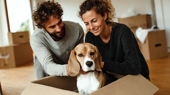 Bringing Pets to Spain