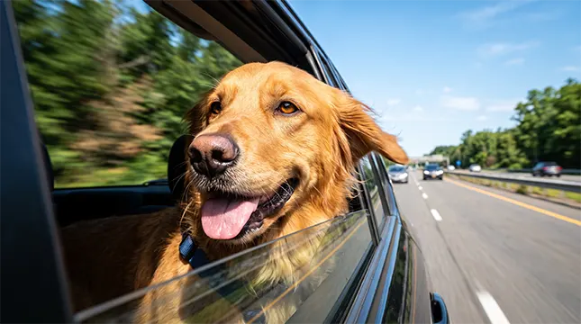 Choosing the Right Travel Method for Moving Day copy